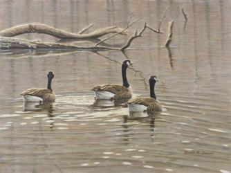 Early Spring Geese Trio | Obraz na stenu