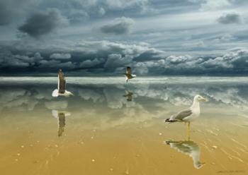 Seagulls on the Beach | Obraz na stenu