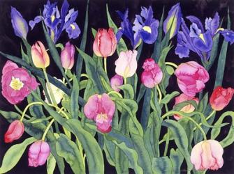 Tulips And Irises | Obraz na stenu