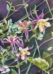 Pink and Gold Columbine | Obraz na stenu