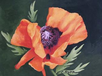 Red Poppy I | Obraz na stenu