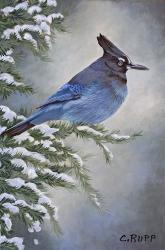 Stellar Jay in Winter | Obraz na stenu