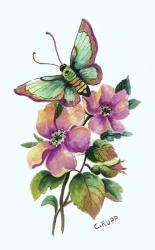 Teal Butterfly | Obraz na stenu