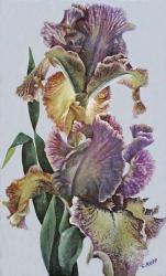 Varied Bearded Iris | Obraz na stenu