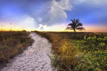 Wildflowers On The Dunes | Obraz na stenu