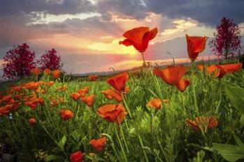 Sunrise Poppies | Obraz na stenu