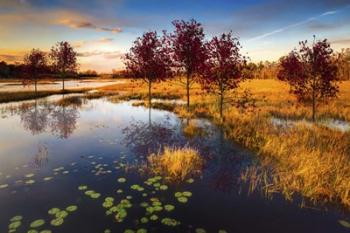 The Everglades at Dusk | Obraz na stenu