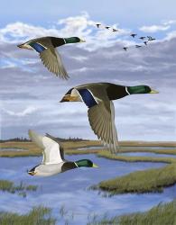 Salt Marsh Mallards | Obraz na stenu