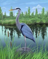 Marsh Heron | Obraz na stenu