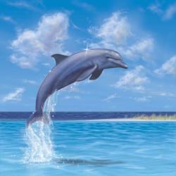 Blue Water Dolphin | Obraz na stenu