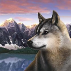 Rockies Wolf | Obraz na stenu