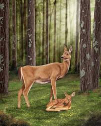 Doe and Fawn | Obraz na stenu