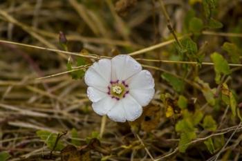 Lone Bloomer | Obraz na stenu