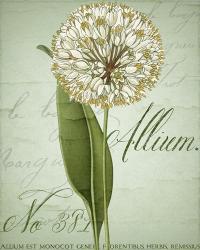 Allium II | Obraz na stenu