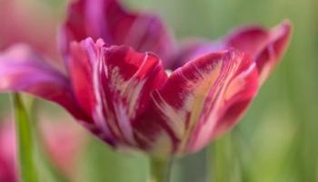 Rembrandt Inner Wheel Tulip | Obraz na stenu