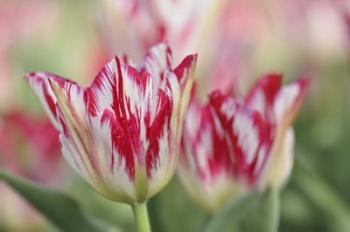 Rembrandt Silver Standard Tulip | Obraz na stenu