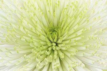 Lime Light Spider Mum | Obraz na stenu