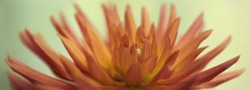 Orange Dahlia Scape | Obraz na stenu