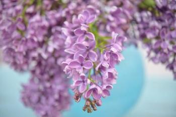 Lilacs in Blue Vase I | Obraz na stenu