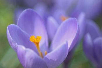 Purple Crocus | Obraz na stenu