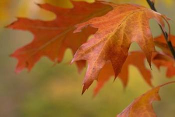 Autumn American Oak Leaves | Obraz na stenu