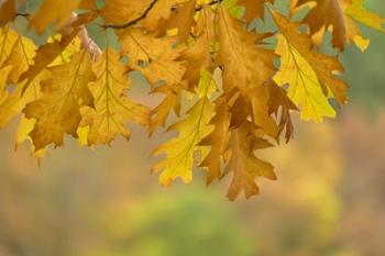 Autumn Oak Leaves | Obraz na stenu
