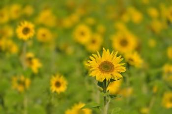 Sunflower Field | Obraz na stenu