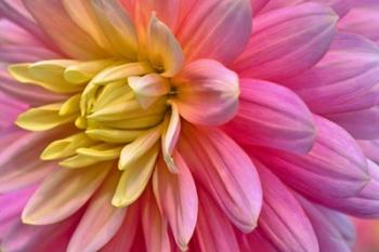 Pink And Yellow Dahlia Flower | Obraz na stenu