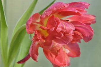 Red Parrot Tulip | Obraz na stenu