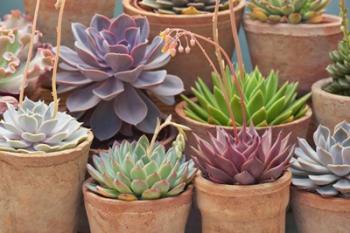 Succulents in Terracotta Pots III | Obraz na stenu