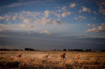 Open Spaces | Obraz na stenu