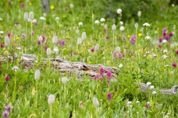 Meadow Of Color | Obraz na stenu