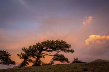 Peaceful Tree | Obraz na stenu