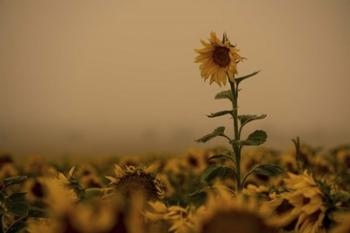 Sunflowers Fog | Obraz na stenu
