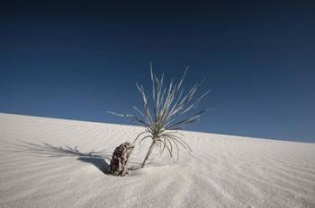 Palm on the Dune | Obraz na stenu