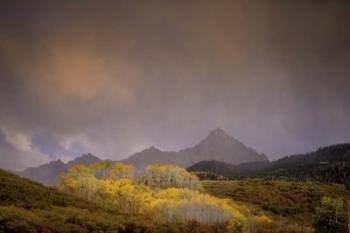 Mountain Aspens | Obraz na stenu