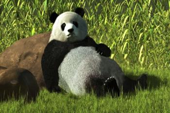 Reclining Panda | Obraz na stenu