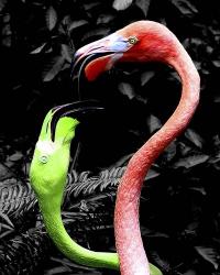 Flamingos Pink & Green | Obraz na stenu