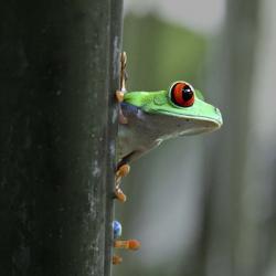 Red Eyed Tree Frog | Obraz na stenu