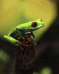 Tree Frog | Obraz na stenu