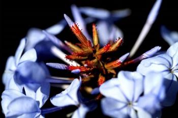 Blue And Orange Flower | Obraz na stenu