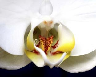 Dove Orchid | Obraz na stenu
