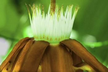 Golden Water Lilly | Obraz na stenu