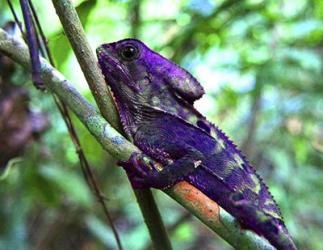 Purple Iguana | Obraz na stenu