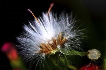 Snow Flower | Obraz na stenu