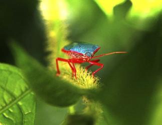 Stink Bug | Obraz na stenu