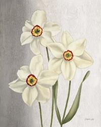 Spring Narcissus | Obraz na stenu