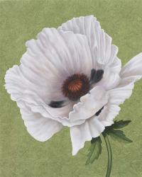 White Poppy | Obraz na stenu