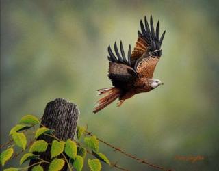 Red Kite | Obraz na stenu