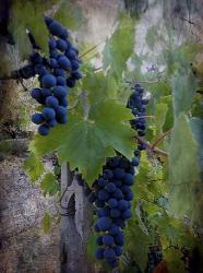 Ready For Harvest | Obraz na stenu